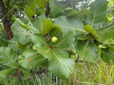 Uapaca kirkiana, photographed by Mahomed Desai