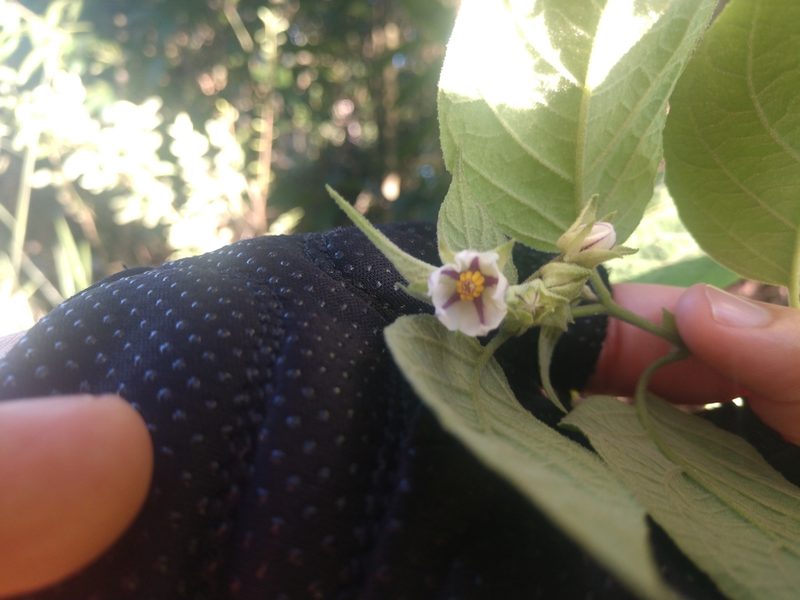 Solanum didymum, photographed by Non_Praying_Mantis
