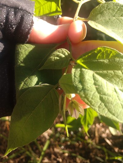 Solanum didymum, photographed by Non_Praying_Mantis