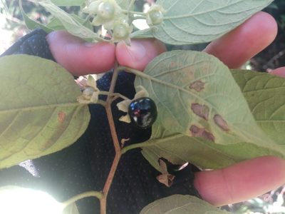 Solanum didymum, photographed by Non_Praying_Mantis