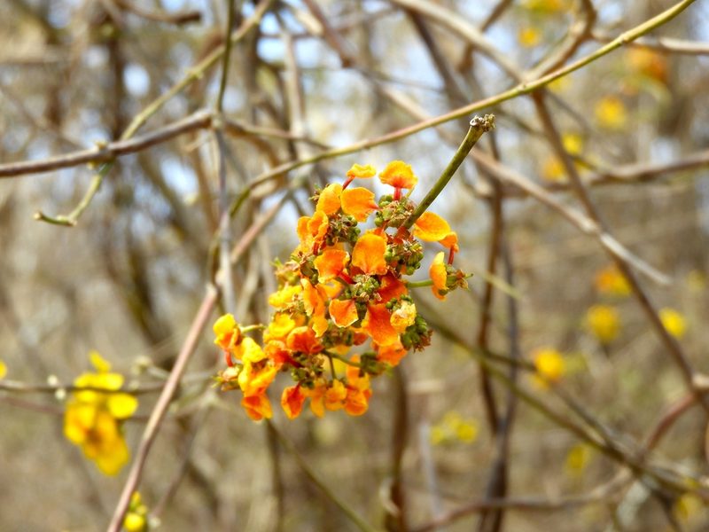 Tetrapterys mexicana, photographed by Francisco Farriols Sarabia