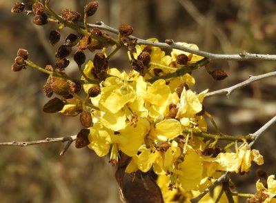 Cenostigma eriostachys, photographed by Francisco Farriols Sarabia