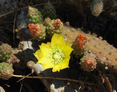 Opuntia decumbens, photographed by Francisco Farriols Sarabia