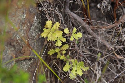 Osmitopsis dentata, photographed by Tony Rebelo