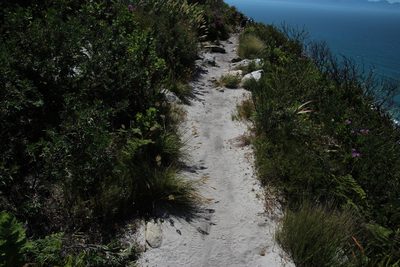 Pentameris curvifolia, photographed by Tony Rebelo