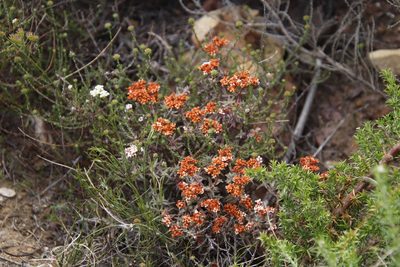 Crassula pruinosa, photographed by Tony Rebelo