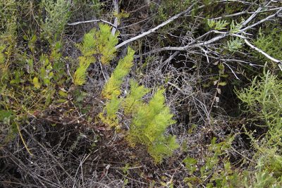 Notobubon ferulaceum, photographed by Tony Rebelo