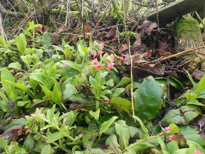 Pulmonaria rubra, photographed by John Lyden