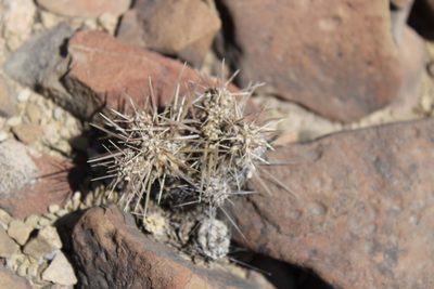 Grusonia bulbispina, photographed by Francisco Martínez González