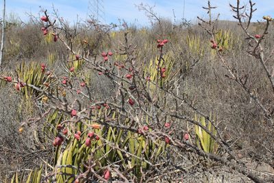 Cylindropuntia kleiniae, photographed by Francisco Martínez González