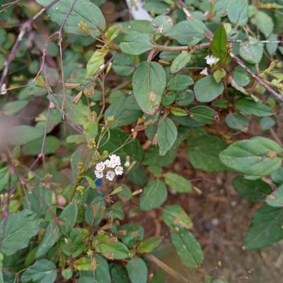 Boerhavia erecta, photographed by Beah Vega
