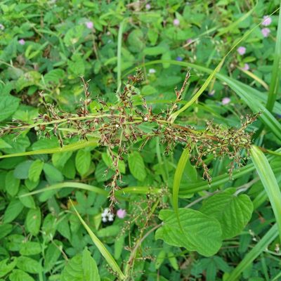 Scleria terrestris, photographed by Beah Vega