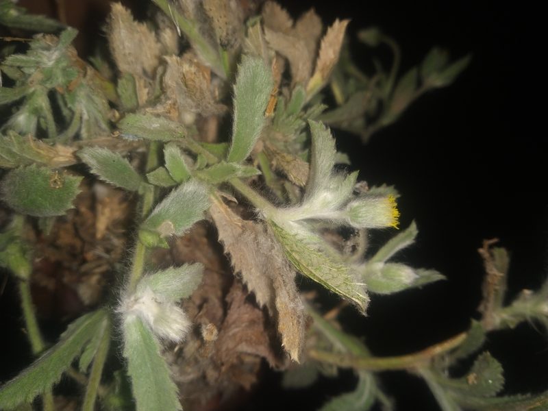 Blumea malcolmii, photographed by S.MORE