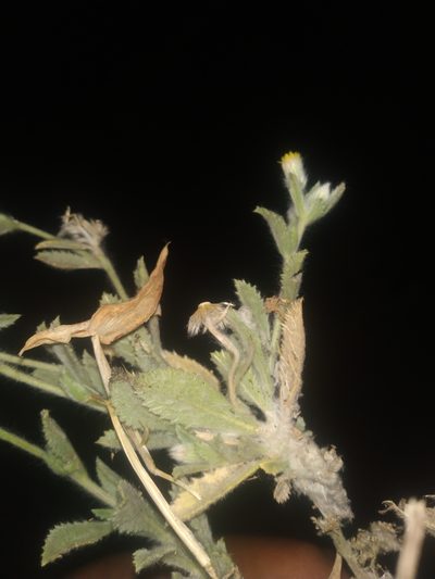 Blumea malcolmii, photographed by S.MORE