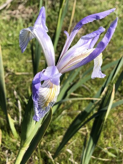 Iris longipetala, photographed by Al Kordesch