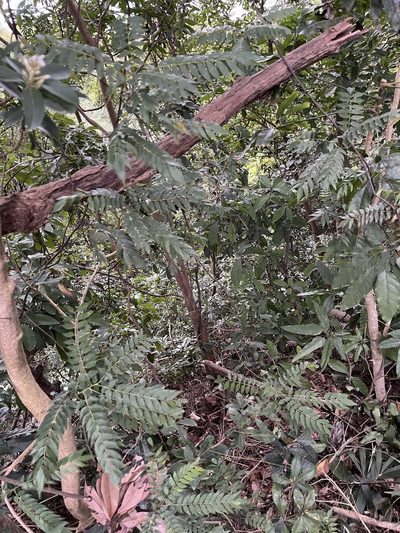 Santaloides microphylla, photographed by Yj