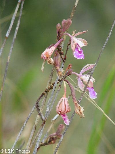 Psychilis macconnelliae, photographed by lallen