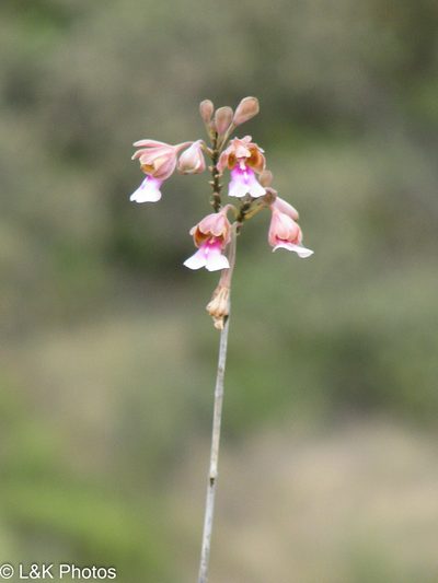 Psychilis macconnelliae, photographed by lallen