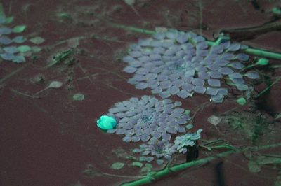 Ludwigia sedioides, photographed by Étienne Lacroix-Carignan