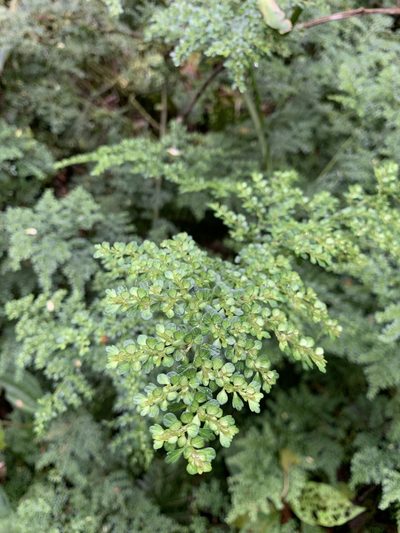 Pilea myriophylla, photographed by Diego F. Cisneros-Heredia