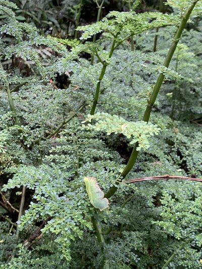 Pilea myriophylla, photographed by Diego F. Cisneros-Heredia