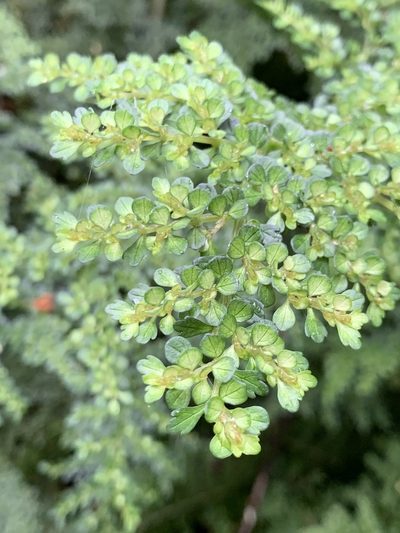 Pilea myriophylla, photographed by Diego F. Cisneros-Heredia