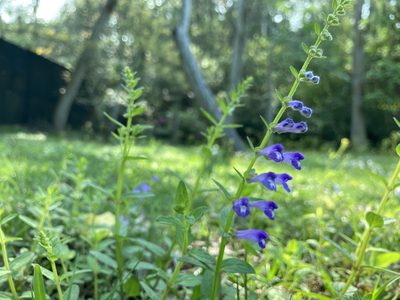 Scutellaria barbata, photographed by Tatsutomo Chin