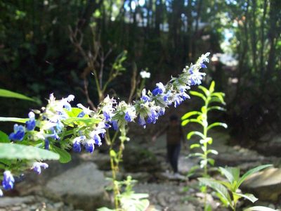 Salvia xalapensis, photographed by Luc Wyn