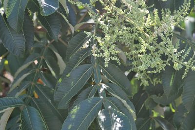 Rhus chinensis, photographed by Stephen Thorpe