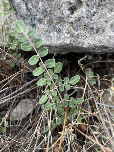 Pellaea intermedia, photographed by Matt Berger