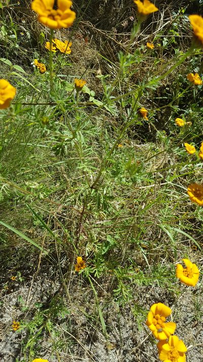 Dyssodia decipiens, photographed by Eugenio Padilla