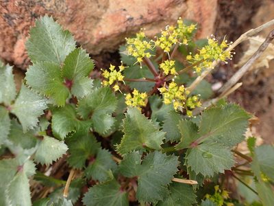 Tauschia arguta, photographed by George Williams