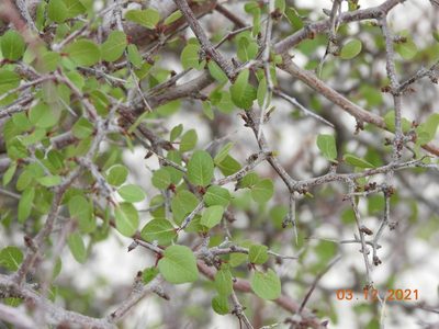 Prunus fremontii, photographed by Diana