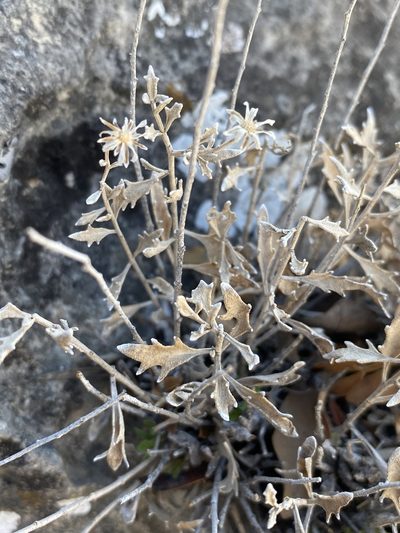 Perityle angustifolia, photographed by Matt Berger