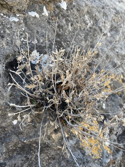 Perityle angustifolia, photographed by Matt Berger