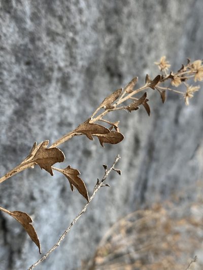 Perityle angustifolia, photographed by Matt Berger