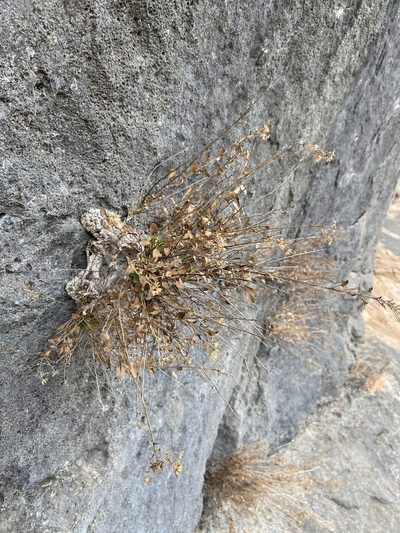 Perityle angustifolia, photographed by Matt Berger