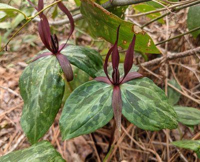 Trillium ludovicianum, photographed by Philip Vanbergen