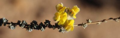 Aspalathus tridentata, photographed by Tony Rebelo