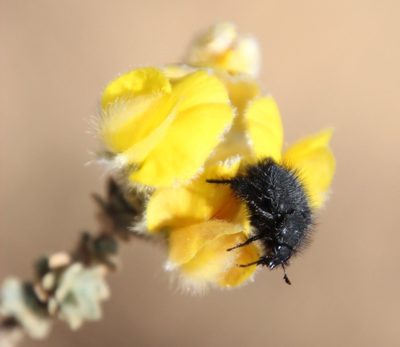 Aspalathus tridentata, photographed by Tony Rebelo