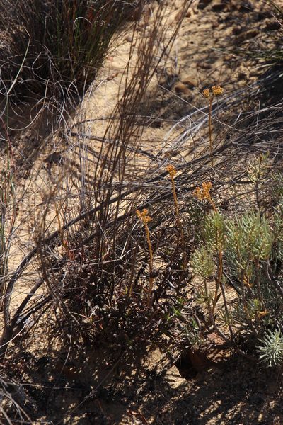 Crassula cymosa, photographed by Tony Rebelo