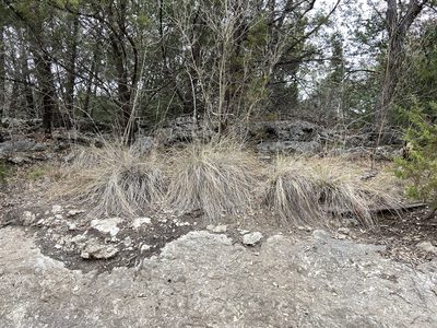 Muhlenbergia lindheimeri, photographed by Reid Hardin