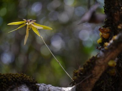 Bulbophyllum fimbriatum, photographed by Dinesh Valke
