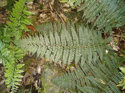 Polystichum silvaticum, photographed by Leon Perrie