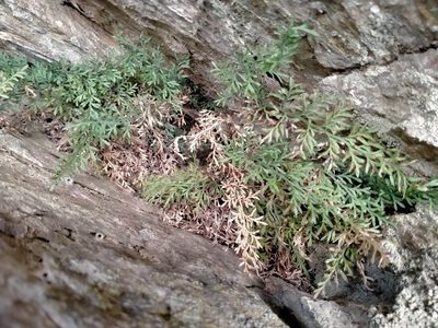 Asplenium richardii, photographed by John Barkla