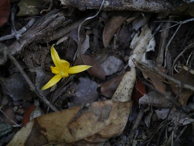 Hypoxis aurea, photographed by Dinesh Valke