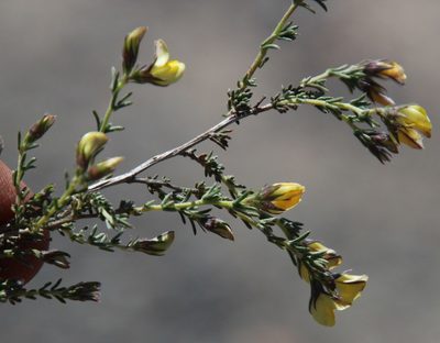 Aspalathus wittebergensis, photographed by Tony Rebelo