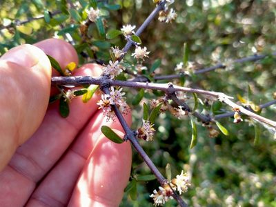 Olearia odorata, photographed by John Barkla