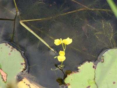 Utricularia aurea, photographed by Greg Tasney