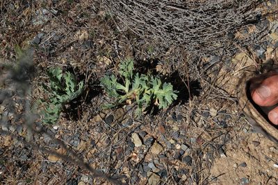 Pelargonium pillansii, photographed by Tony Rebelo